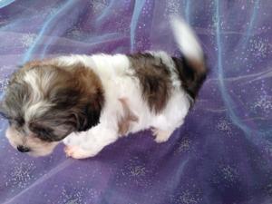 Male Shih Tzu Bichon Puppy for sale in Iowa # 6 Born April 20th, 2013/ Ready June 2013|Teddy bear breeders with puppies for sale 